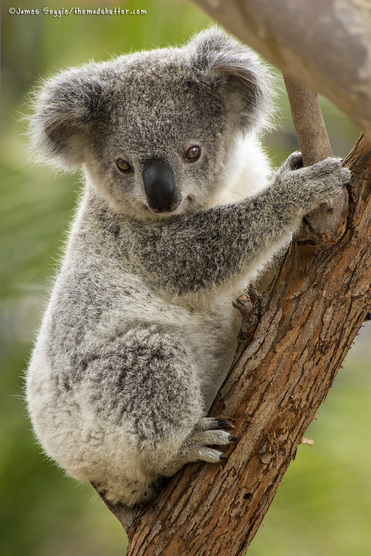 San Diego Zoo Koala Bear
